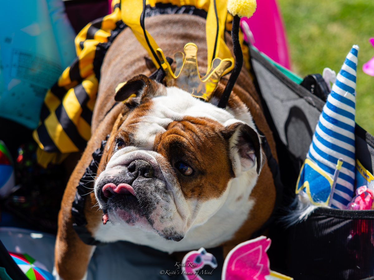 Kids Parade photo gallery photo 1